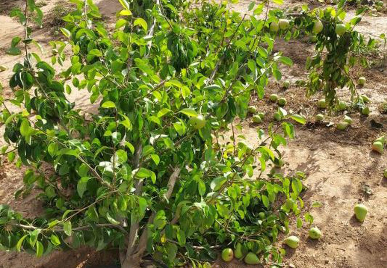 A estimación de indemnizacións do seguro agrario elévase ata os 772 millóns de euros no primeiro semestre e supera ao total abonado en 2022