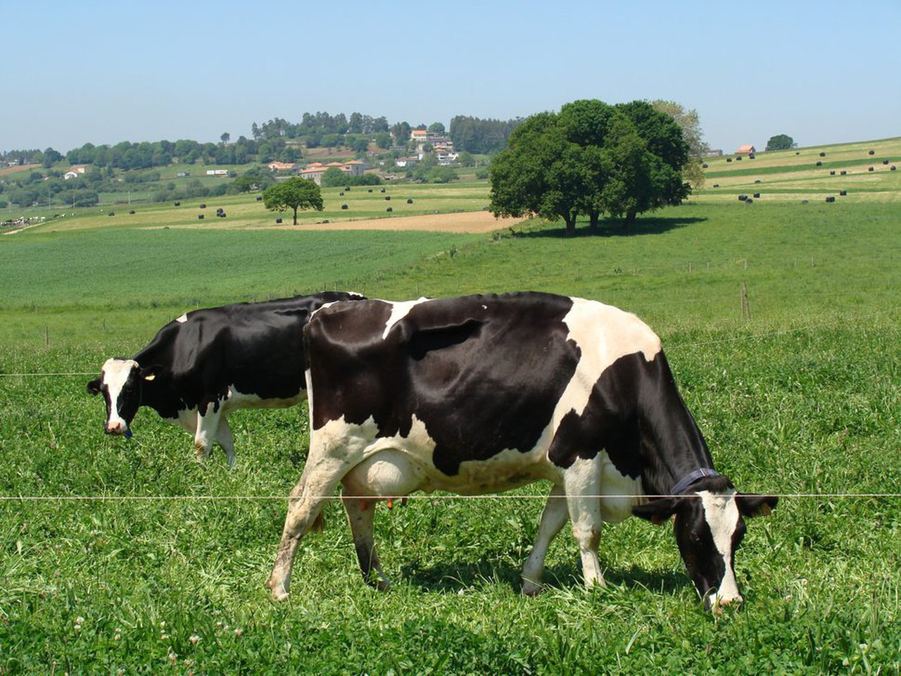 O CIAM constata que o pastoreo e unha alimentación a base de herba melloran a composición do leite e os seus beneficios para a saúde