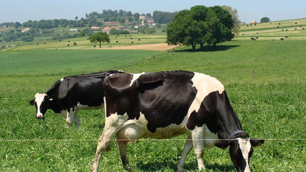 O CIAM constata que o pastoreo e unha alimentación a base de herba melloran a composición do leite e os seus beneficios para a saúde