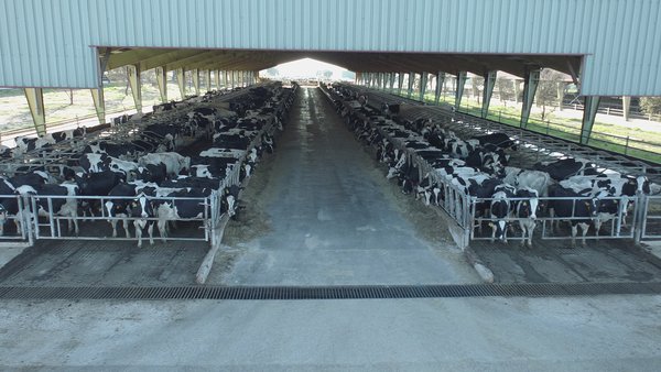 Lactalis estudará co CSIC reducir as emisións de efecto invernadoiro das súas granxas