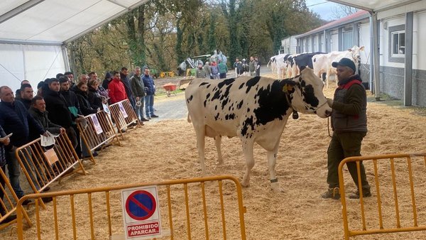 Mouriscade subastó una veintena de animales con un valor medio de 3.800 €
