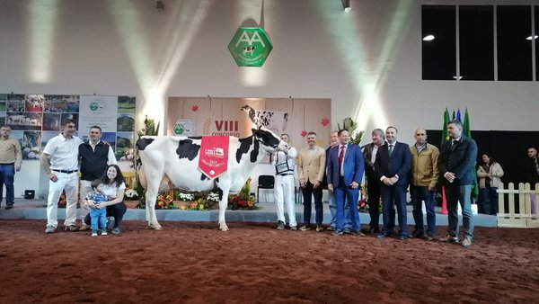 O Concurso de Outono de Azores ten nova vaca gran campiona: ORP Mccutchen Maia