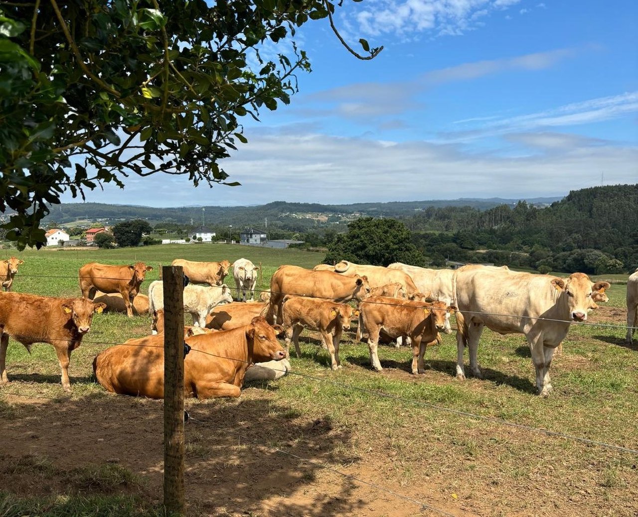 Medio Rural convoca una subasta pública con casi 60 animales criados en el Ciam