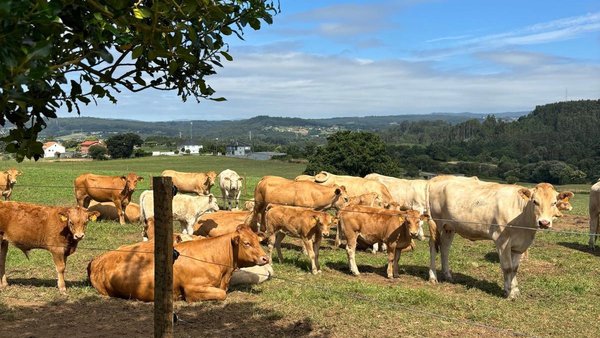 Medio Rural convoca una subasta pública con casi 60 animales criados en el Ciam