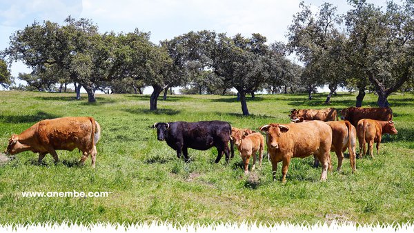 Cáceres acollerá o 7º Seminario Anembe de Produción de Vacún de Carne os días 12 e 13 de novembro