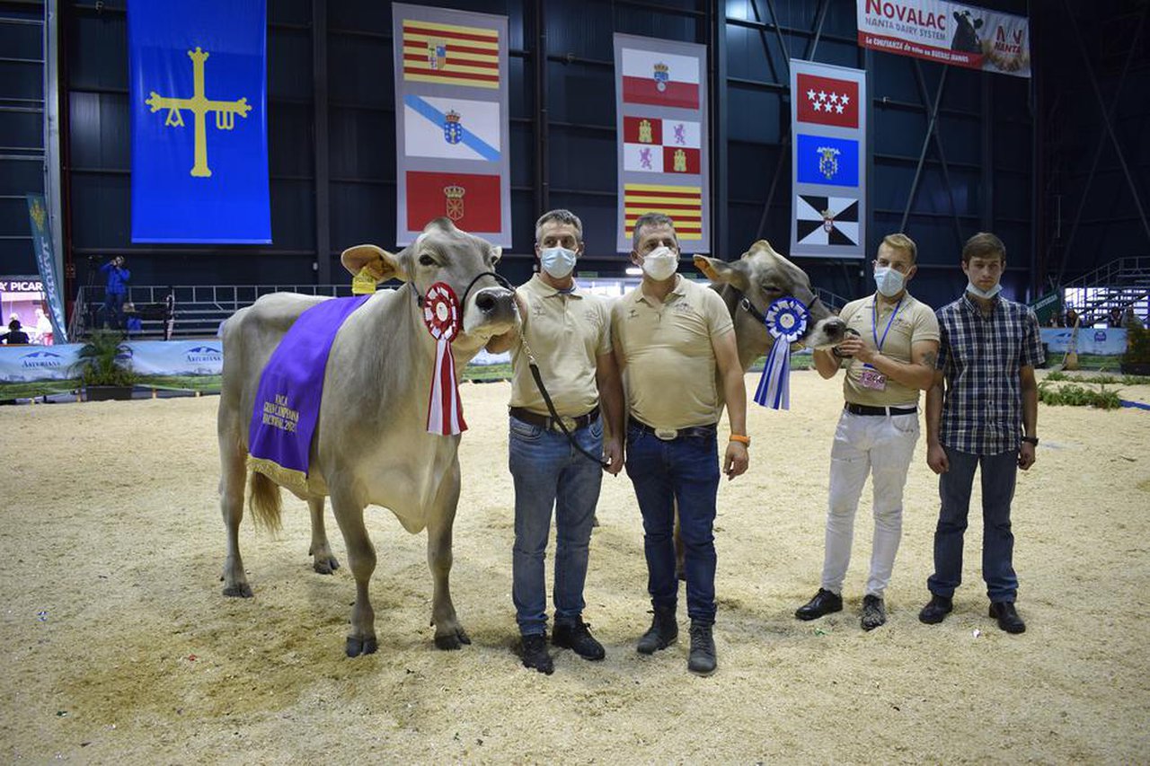Polina, elegida vaca gran campeona en el nacional de pardas