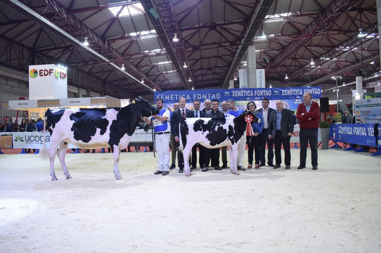 Cudaña Amok Solomon ET, xovenca gran campiona de GandAgro 2019