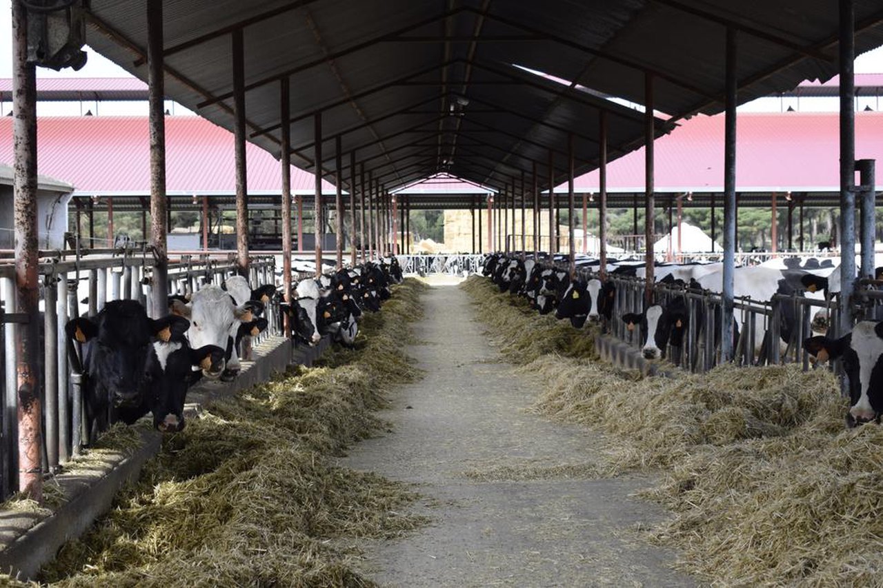 La Xunta insta al Estado a fomentar un acuerdo nacional entre distribución, industria y ganaderos de leche