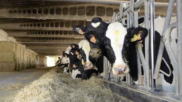 Unha mellora nos prezos do mercado portugués, o desexo da Aprolep para 2021
