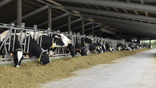 La producción de leche en España aumentó de nuevo en marzo