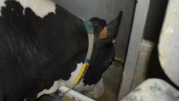 Agromuralla alerta sobre la situación crítica de las explotaciones de leche gallegas por las subidas de la luz, los piensos y los abonos