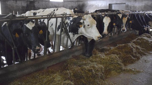Convocadas ayudas para compensaciones complementarias y reposición de animales por el sacrificio obligatorio por erradicación de enfermedades
