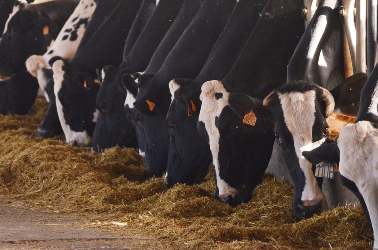 Balance de aminoácidos durante o período de transición en vacas leiteiras. Por que é tan importante?