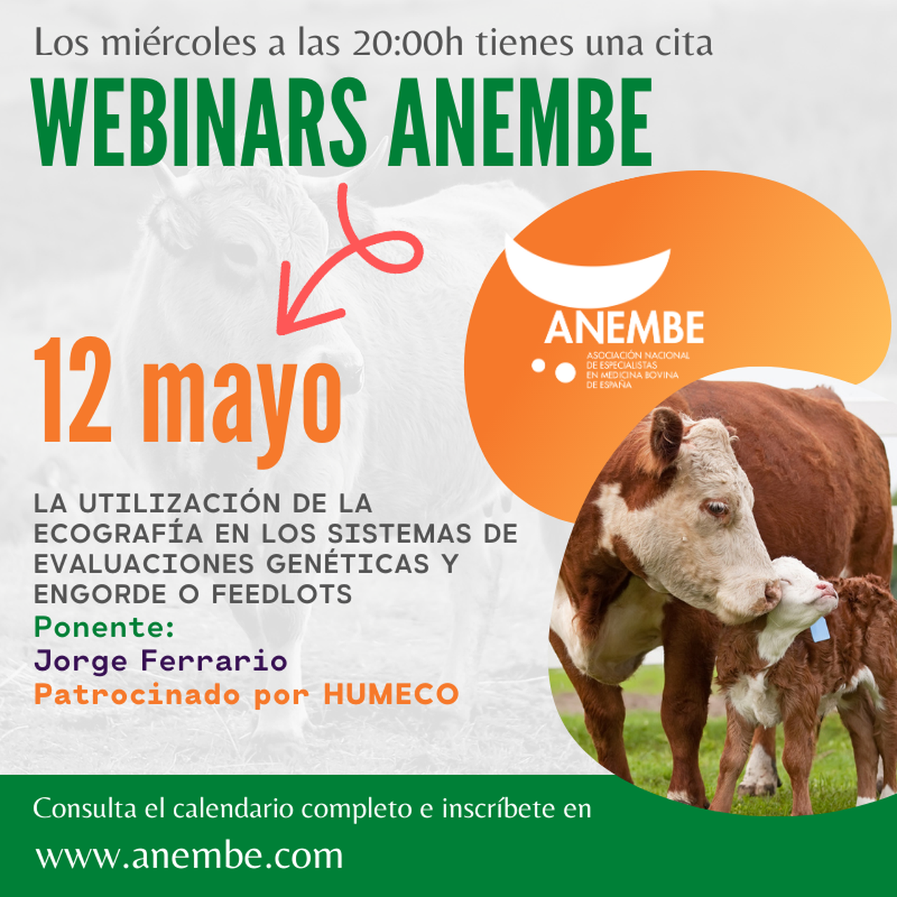 Este miércoles, webinario de Anembe sobre la ecografía en los sistemas de evaluaciones genéticas