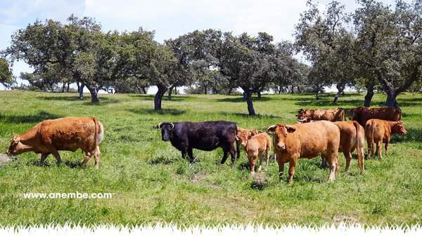 O VII Seminario Anembe de Vacún Extensivo de Carne celebrarase en Cáceres os días 12 e 13 de novembro