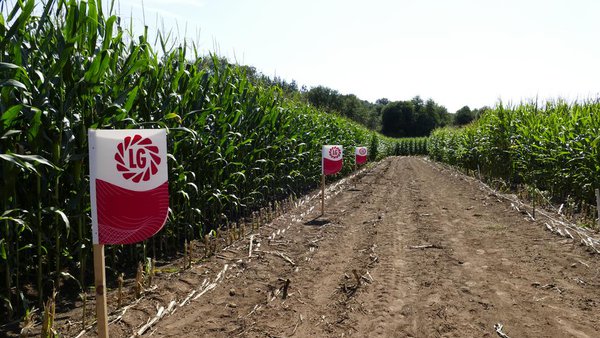 Limagrain Ibérica presenta Starcover e as variedades dispoñibles con esta innovación