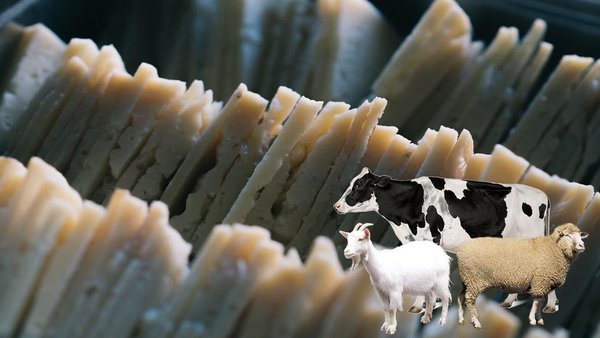 A InLac financiará proxectos que cuantifiquen o leite de diferentes especies contidas en queixos de mestura