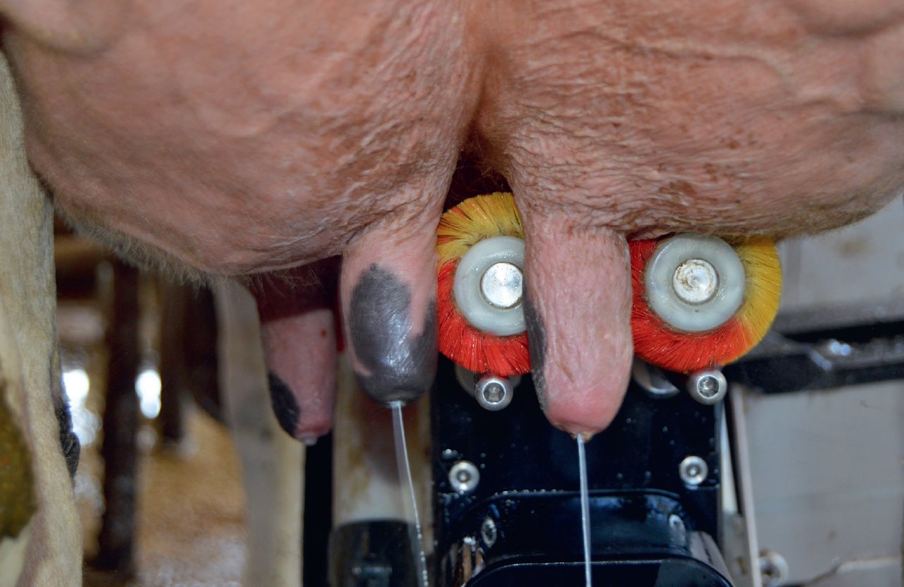 Entendiendo la mastitis en vacas lecheras y su impacto en la producción de leche