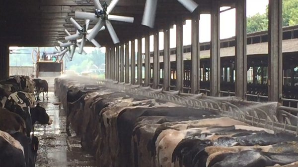 A alta produción de leite non é sinónimo dunha menor fertilidade en condicións de estrés por calor