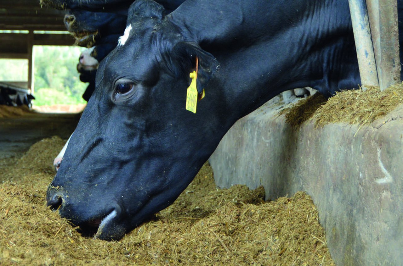Tratamento da cetose: percorrido histórico e actualidade