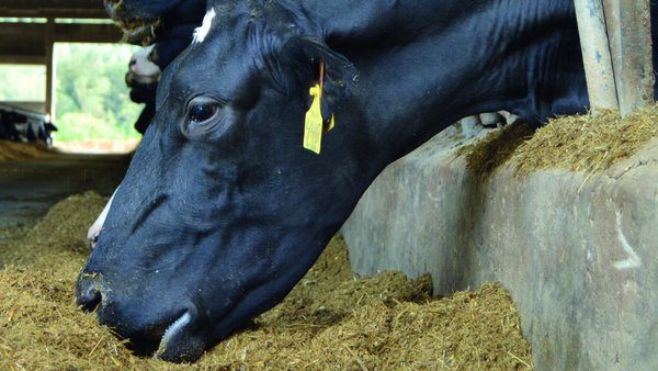 Tratamento da cetose: percorrido histórico e actualidade