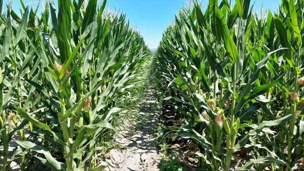 Vizura® de BASF, unha ferramenta pensada para mellorar a eficiencia do nitróxeno do xurro