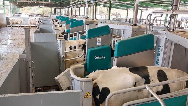 GEA sumou en xaneiro tres novos proxectos de muxido por lotes na península