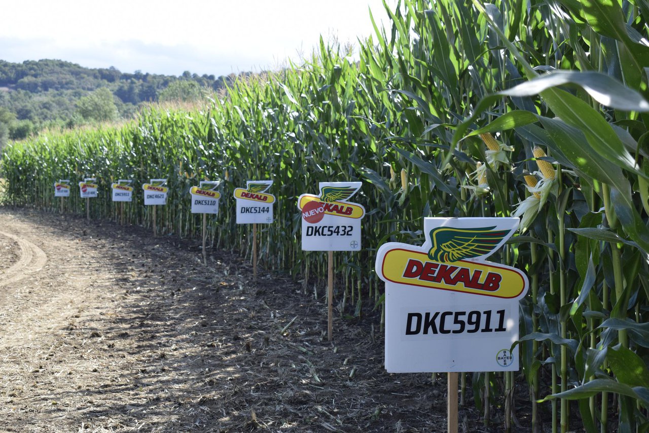 Bayer busca asesor agronómico para la provincia de Lugo