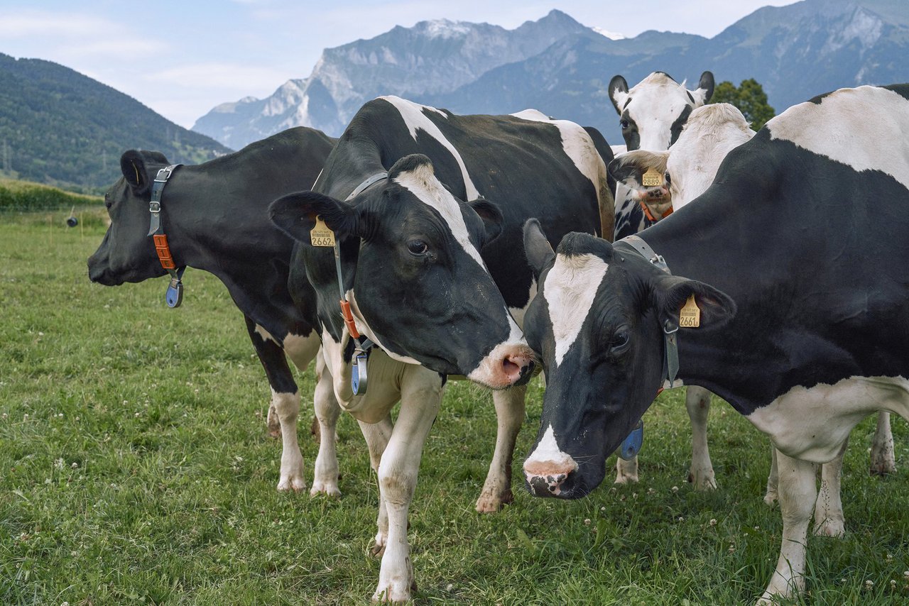 Boehringer Ingelheim lanza a 5.ª edición dos premios BVDZero
