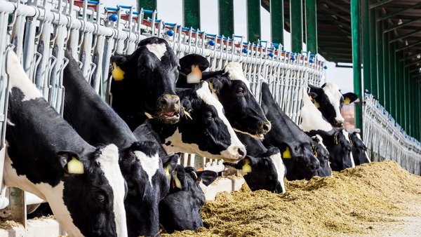 La pulpa de aceituna reduce los costes de alimentación y mejora la grasa de la leche y la carne