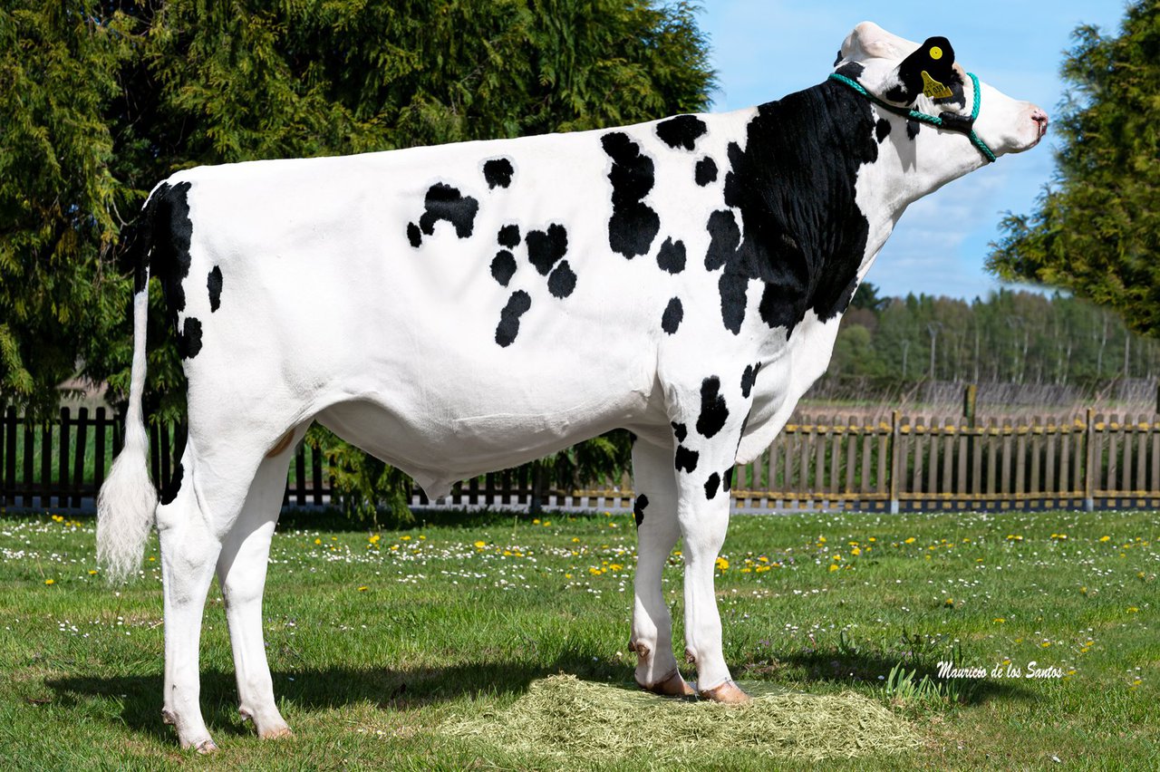 Nove touros de Xenética Fontao no TOP 10 español durante a segunda campaña de seme 2023