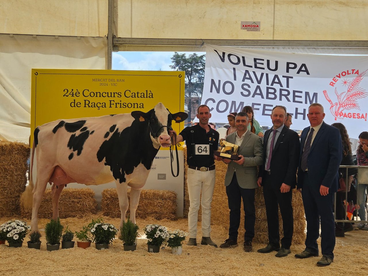 Marquet Paradis Unstopabull elixida vaca gran campiona do rexional catalán