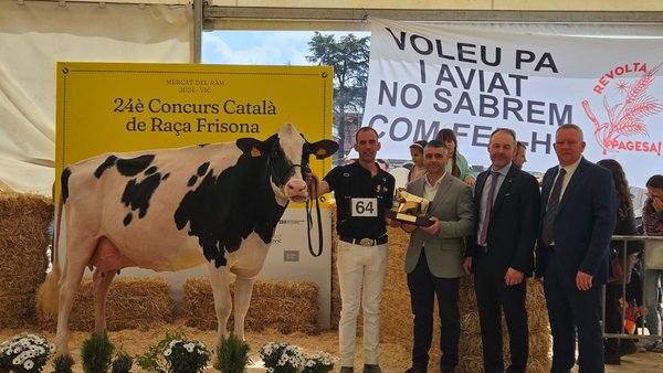 Marquet Paradis Unstopabull elegida vaca gran campeona del regional catalán