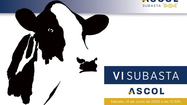 La VI Subasta Ascol pondrá a la venta 8 lotes en el transcurso del Regional de Asturias