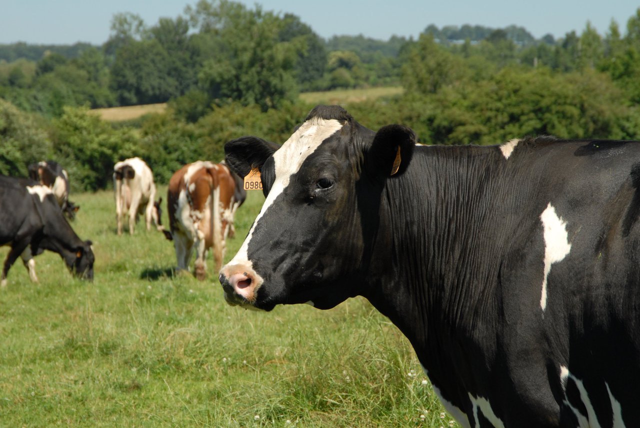 A iniciativa Somos Rumis de Boehringer Ingelheim sitúa no centro aos profesionais da gandería e a veterinaria
