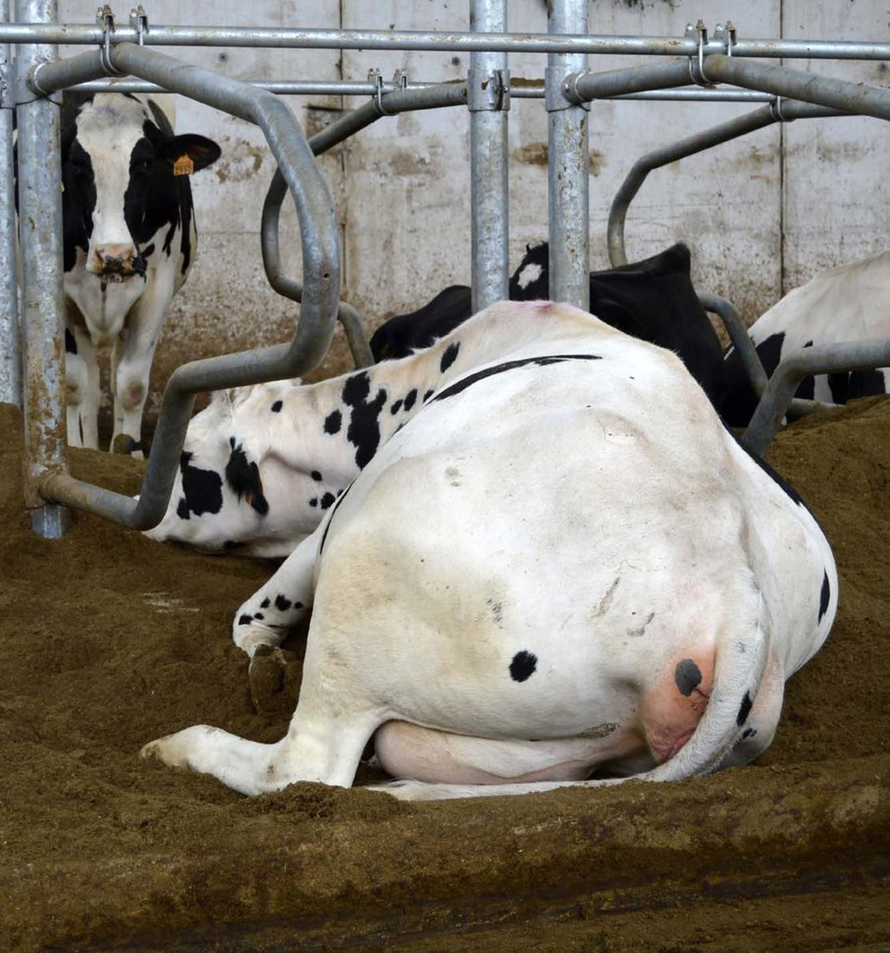 Manexo de camas de compost e esterco reciclado en vacas de leite. Impacto na saúde da ubre
