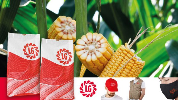 Regalamos millo para sementar unha hectárea de terreo no noso sorteo!