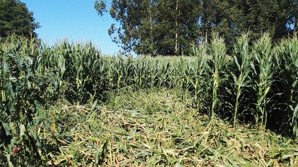UPA acuerda con tecores de A Costa da Morte solicitar a la Xunta que asuma el pago de los daños del jabalí