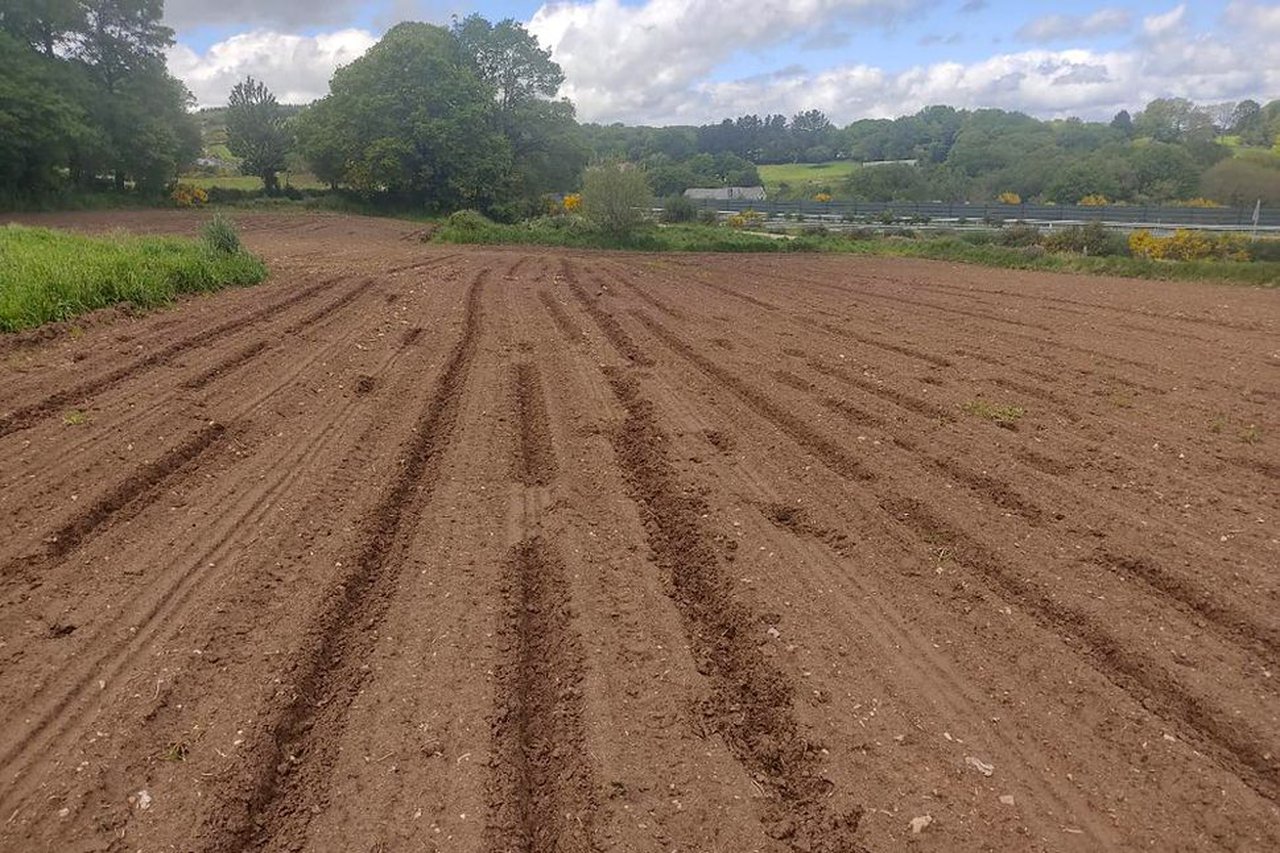 Agromuralla denuncia importantes daños provocados por el jabalí en las siembras de maíz