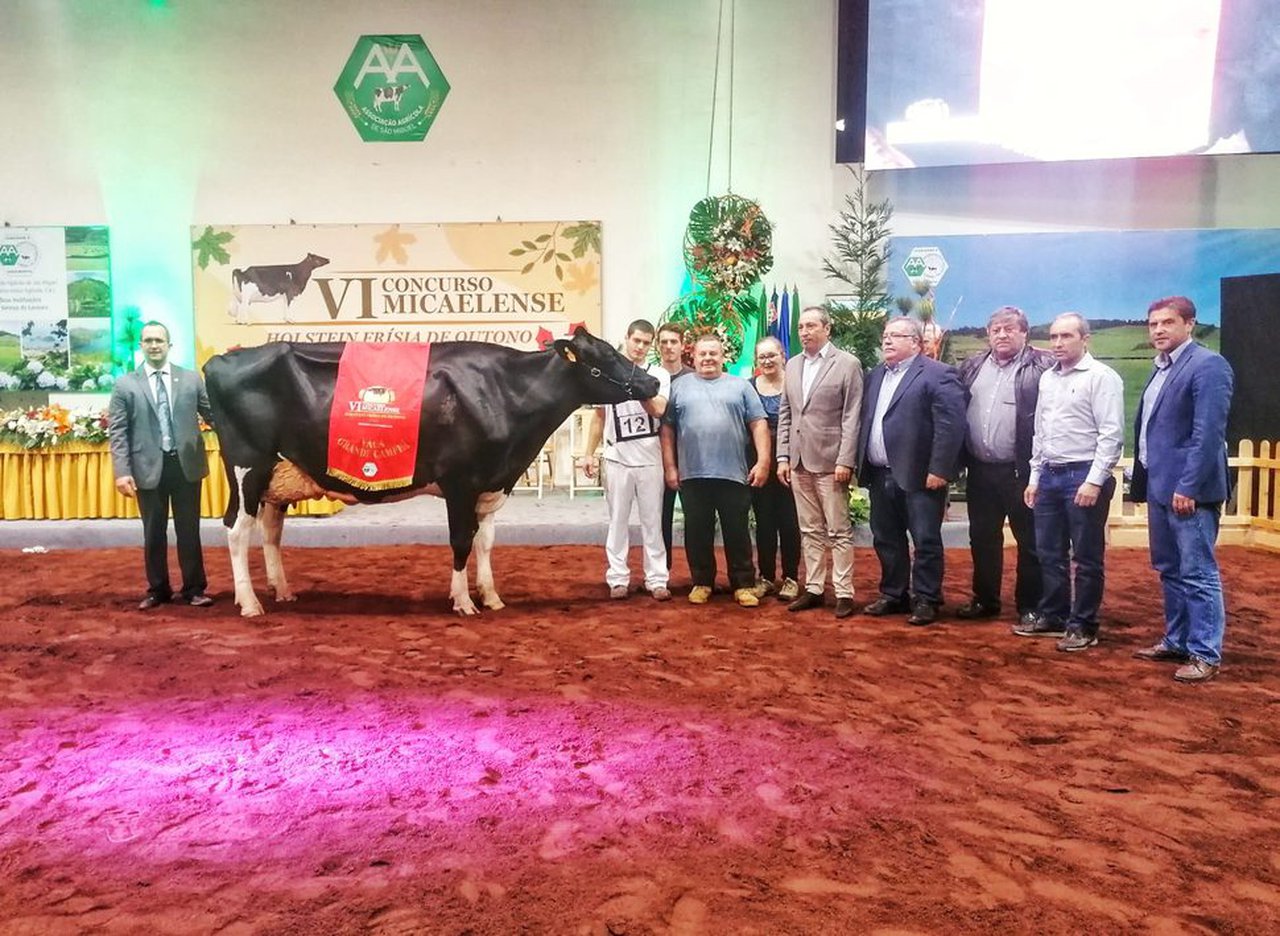 Campeã, vaca gran campiona do VI Concurso Micaelense de Outono