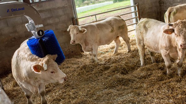 Delaval lanza o seu novo cepillo rotativo SBB para vacún de carne