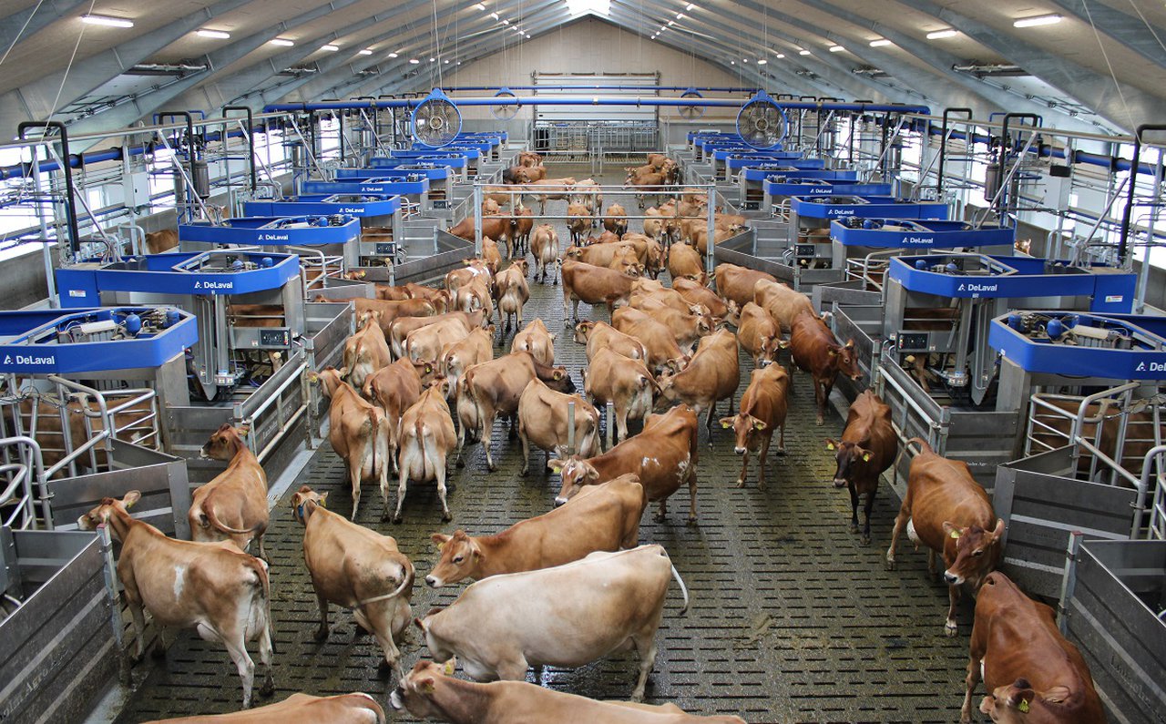 DeLaval presenta o sistema Batch Milking máis grande do mundo