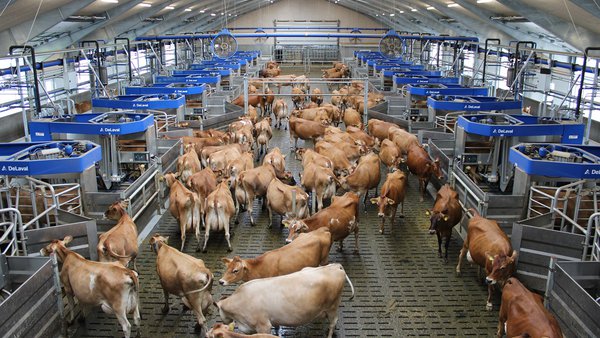 DeLaval presenta o sistema Batch Milking máis grande do mundo