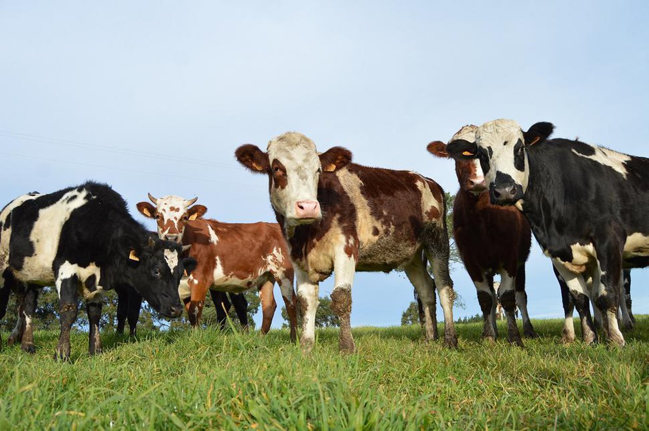El sector agroganadero responde ante la campaña ‘Menos Carne, más Vida’ del Ministerio de Consumo