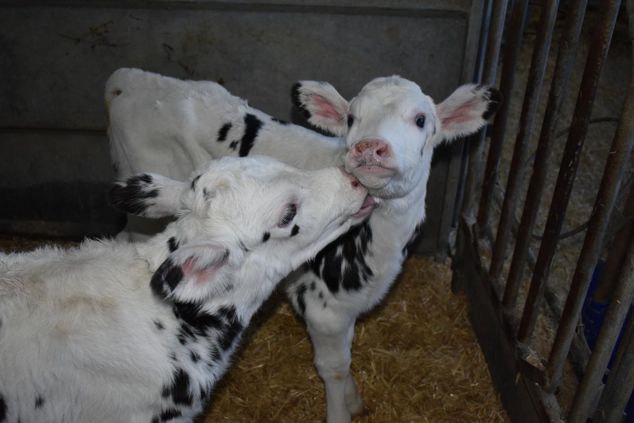 A consulta el nuevo real decreto sobre controles oficiales en cuanto al bienestar animal