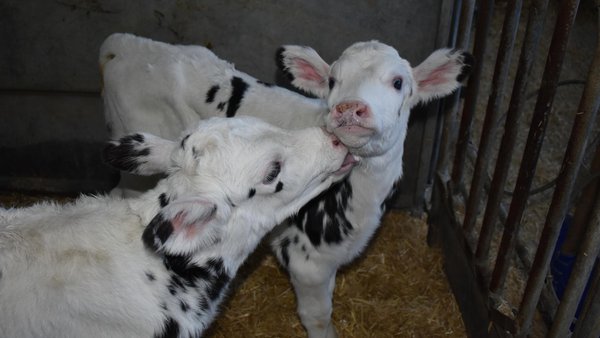 A consulta el nuevo real decreto sobre controles oficiales en cuanto al bienestar animal