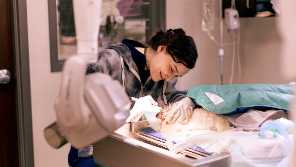 Boehringer Ingelheim pon en valor a figura do veterinario nunha nova campaña