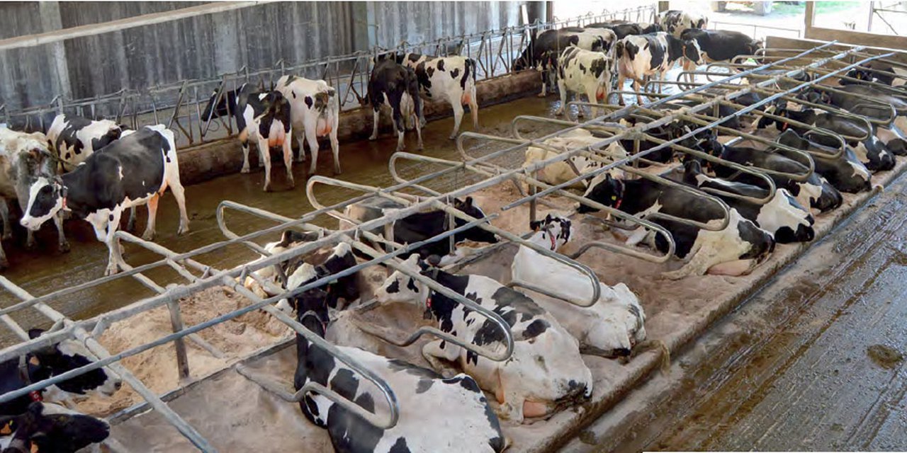 Estrutura produtiva e económica das explotacións leiteiras cántabras no actual escenario poscotas