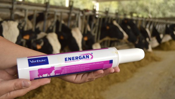 Energan, o reconstituínte para restablecer a función ruminal e previr a cetose