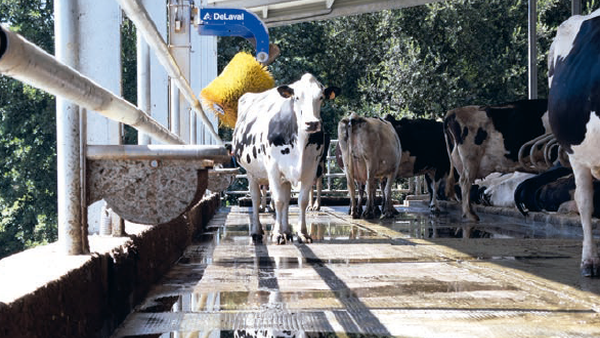 Efectos del estrés por calor sobre el contenido de grasa y proteína de la leche